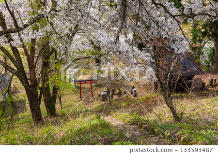 長野縣白馬村的春天：丹光山，著名的賞櫻勝地 133593487