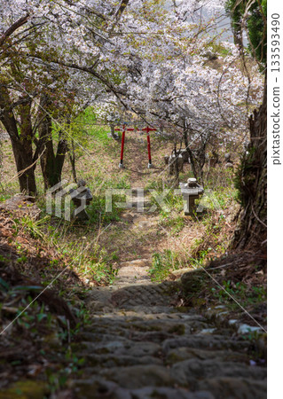 長野縣白馬村的春天：丹光山，著名的賞櫻勝地 133593490