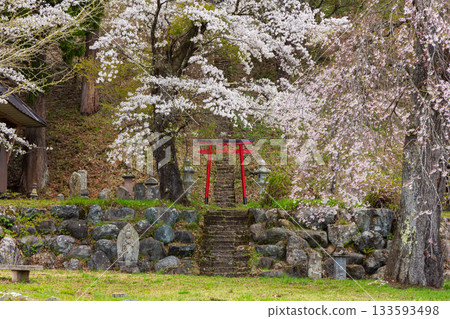 長野縣白馬村的春天:著名的賞櫻勝地-天庭山櫻花 長野縣白馬村的春天:著名的賞櫻勝地-天庭山櫻花 133593498