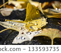 Fallen ginkgo leaves with shining water droplets 133593735