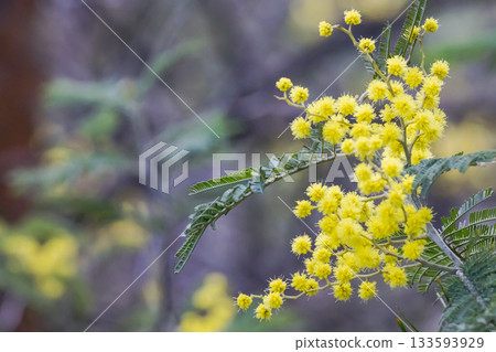 含羞草花特寫 133593929