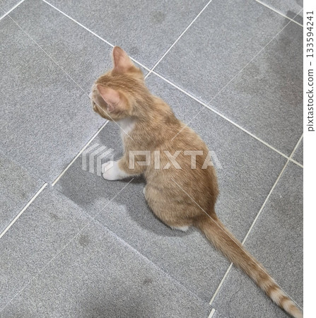 An Indonesian domestic cat with a sleek coat and playful personality, lounging in a sunny spot. Perfect for pet photography, showcasing the charm and beauty of local feline companions at home. 133594241