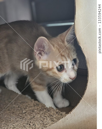 An Indonesian domestic cat with a sleek coat and playful personality, lounging in a sunny spot. Perfect for pet photography, showcasing the charm and beauty of local feline companions at home. 133594244