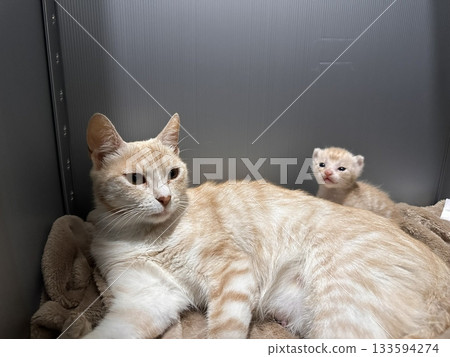 An Indonesian domestic cat with a sleek coat and playful personality, lounging in a sunny spot. Perfect for pet photography, showcasing the charm and beauty of local feline companions at home. 133594274