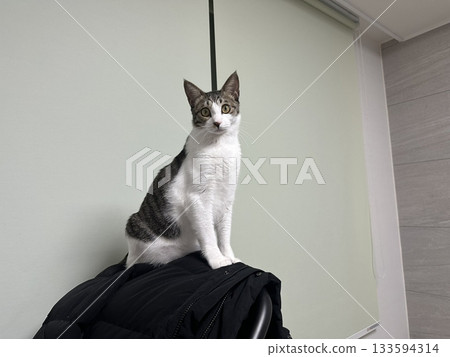 Charming and chubby Indonesian cat playfully exploring the outdoors, with fluffy fur and a curious expression. Full of energy and joy, perfect for cat lovers who enjoy watching playful, happy moments! 133594314