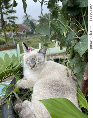 Charming and chubby Indonesian cat playfully exploring the outdoors, with fluffy fur and a curious expression. Full of energy and joy, perfect for cat lovers who enjoy watching playful, happy moments! 133594362