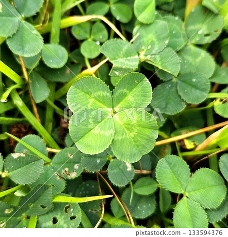 A vibrant green four-leaf clover, symbolizing luck and rare beauty. Perfect for themes of nature, good fortune, or unique finds. A timeless icon of positivity and charm. 133594376