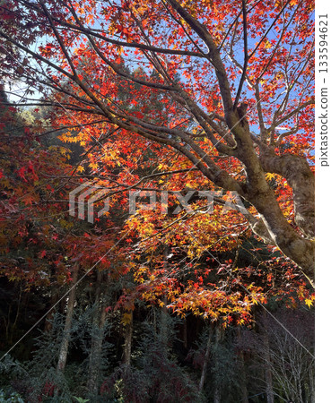 Shanlinxi Forest Ecological Resort 133594621