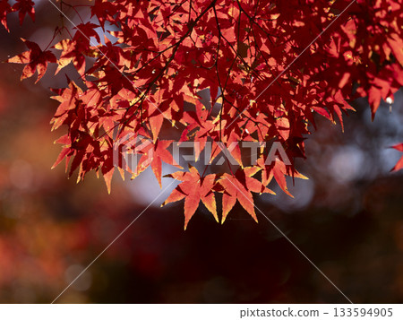 Maple leaves that turned bright red 133594905
