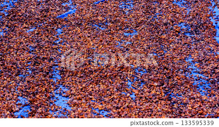 close-up photo of coffee beans in the drying process close-up photo of coffee beans in the drying process 133595339