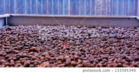 close-up photo of coffee beans in the drying process 133595349