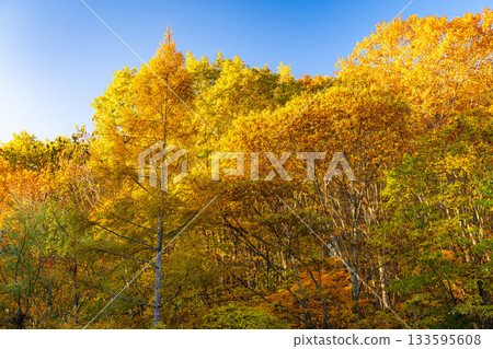<Nagano Prefecture> Kagami Pond at dawn, Togakushi at the peak of autumn foliage 133595608