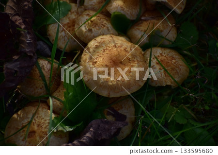 mushroom mushroom 133595680
