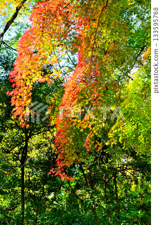 Scenery of autumn leaves dyed red and yellow in Jindai Botanical Gardens Scenery of autumn leaves dyed red and yellow in Jindai Botanical Gardens 133595768