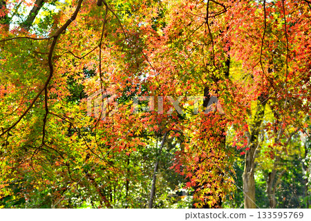 神代植物園紅葉染黃的景色 神代植物園紅葉染黃的景色 133595769