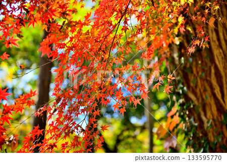 神代植物園紅葉染黃的景色 神代植物園紅葉染黃的景色 133595770