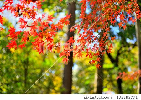 神代植物園紅葉染黃的景色 133595771