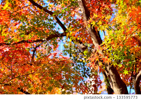 Scenery of autumn leaves dyed red and yellow in Jindai Botanical Gardens 133595773