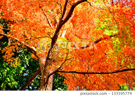 Scenery of autumn leaves dyed red and yellow in Jindai Botanical Gardens 133595774