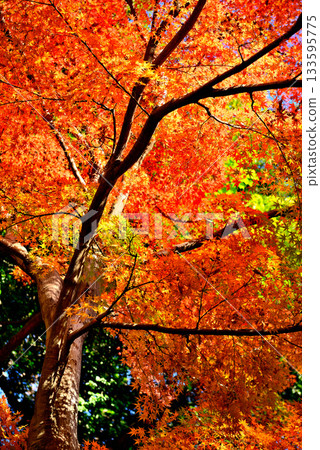 Scenery of autumn leaves dyed red and yellow in Jindai Botanical Gardens 133595775