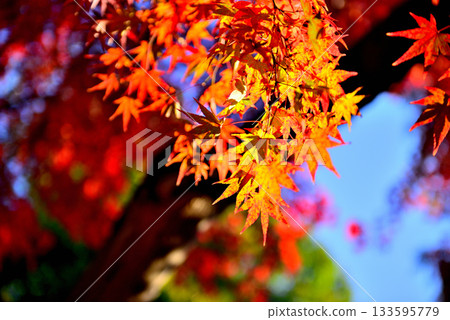 Scenery of autumn leaves dyed red and yellow in Jindai Botanical Gardens 133595779