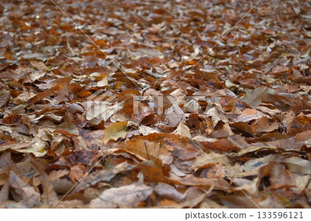 fallen leaves covering the ground 133596121
