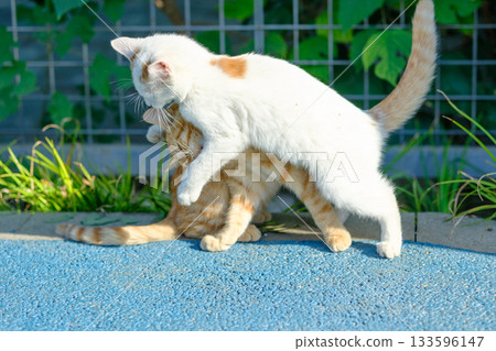 Two cats playing and interacting 133596147