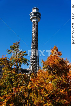 Marine Tower and autumn-colored ginkgo trees Marine Tower and autumn-colored ginkgo trees 133596465