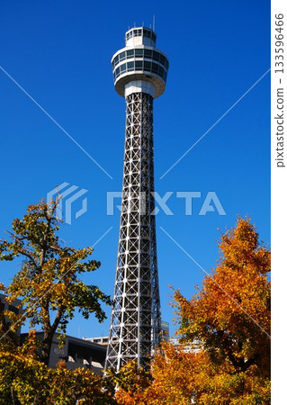 Marine Tower and autumn-colored ginkgo trees 133596466