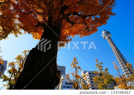 Marine Tower and autumn-colored ginkgo trees 133596467