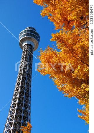 Marine Tower and autumn-colored ginkgo trees 133596473