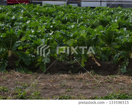 Radishes planted in the field Radishes planted in the field 133596515