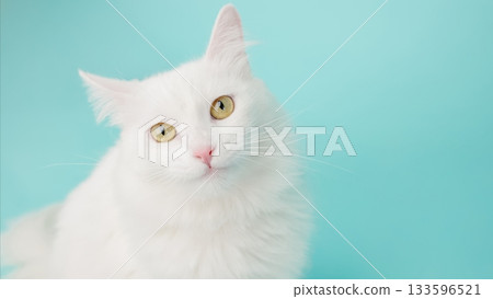 White turkish angora cat posing on turquoise background 133596521