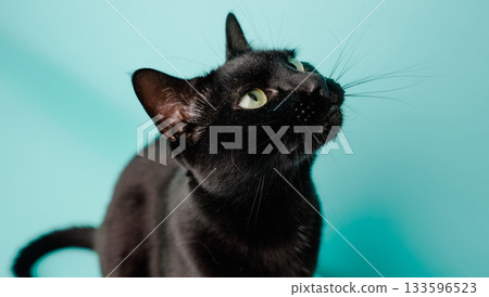 Black cat looking up on turquoise background 133596523