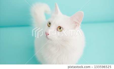 White turkish angora cat looking up on turquoise background White turkish angora cat looking up on turquoise background 133596525