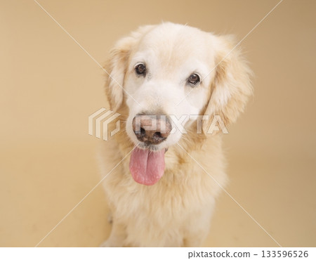 Golden retriever sticking out tongue on beige background 133596526