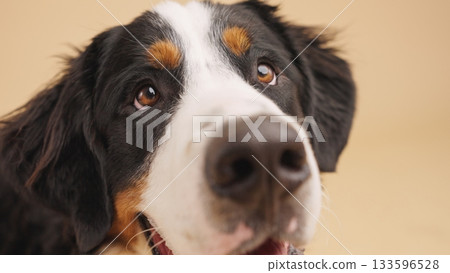 Bernese mountain dog looking up with brown eyes and open mouth Bernese mountain dog looking up with brown eyes and open mouth 133596528