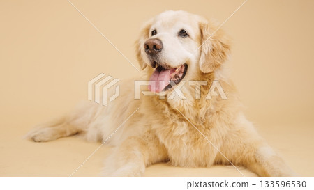 Golden retriever lying down and panting on beige background Golden retriever lying down and panting on beige background 133596530