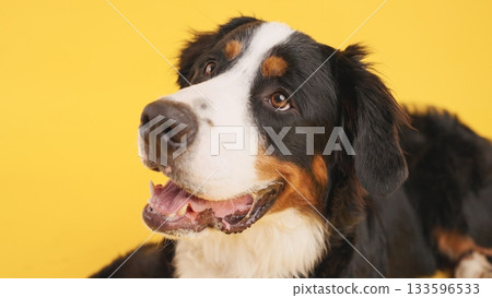 Bernese mountain dog panting on yellow background 133596533