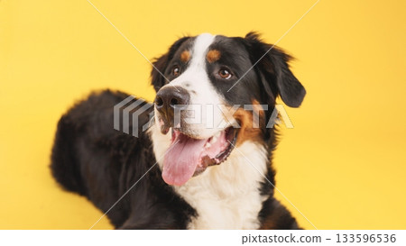 Bernese mountain dog lying down and panting on yellow background 133596536
