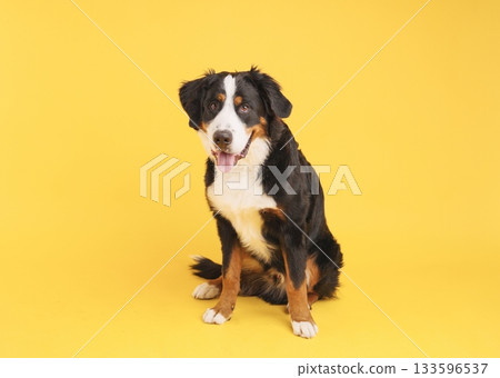 Bernese mountain dog sitting and panting on yellow background 133596537