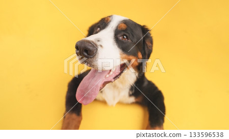 Bernese mountain dog panting on yellow background 133596538