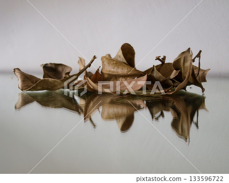 A  composition of autumn color bay leaf 133596722