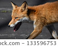 一隻狐狸走著，臉上帶著一種像是在跟蹤獵物的表情。 133596753