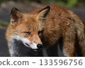 一隻紅狐狸緊閉著嘴，怒目而視。 133596756
