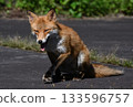 一隻微笑的狐狸假裝在滾球 133596757