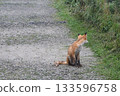 一隻紅狐站在碎石路上，回頭張望。 133596758