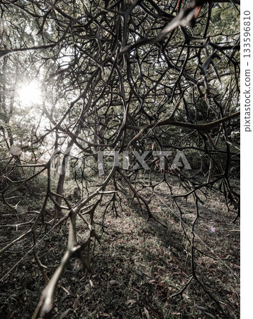 位於神戶市東灘區的北倉神社在冬季顯得蕭瑟淒涼。 133596810