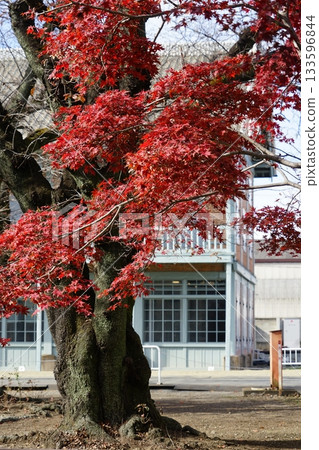 Autumn foliage scenery at Tomioka Silk Mill in Tomioka City, Gunma Prefecture 133596844