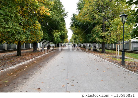 Beautiful tree-lined avenue in a park in Vienna, Europe Beautiful tree-lined avenue in a park in Vienna, Europe 133596851